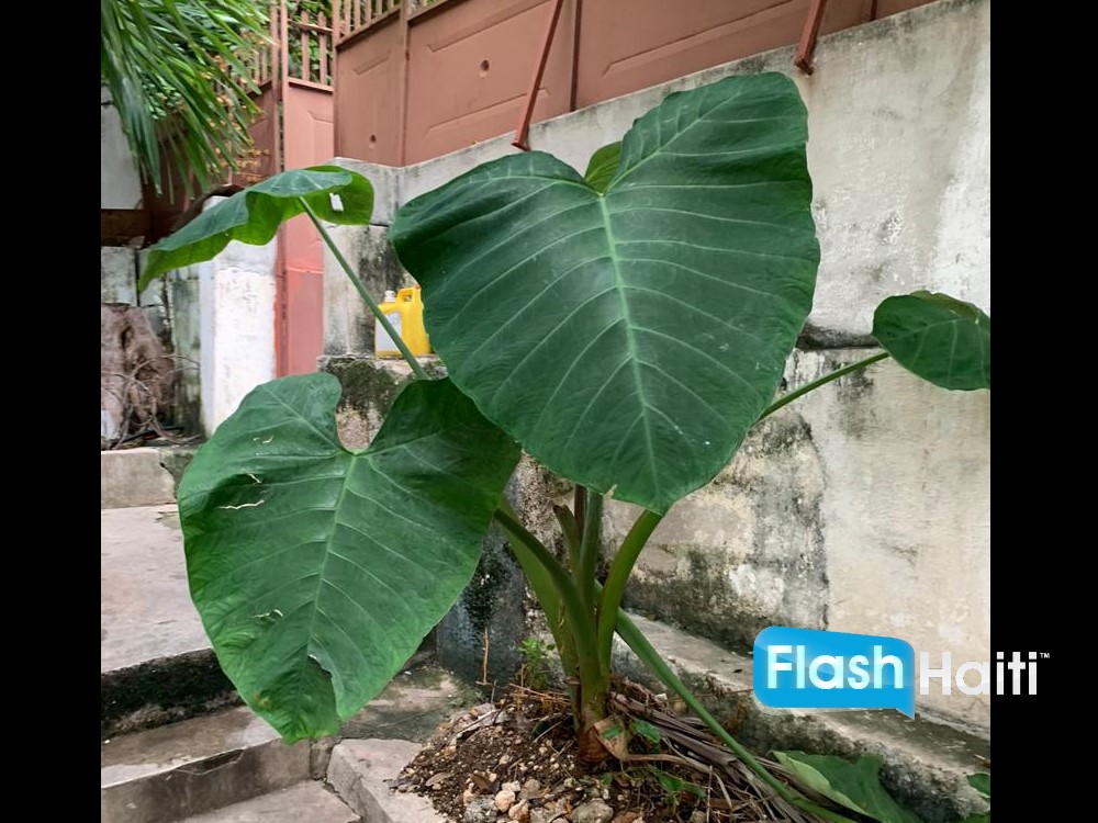 Maison d’Exception à Vendre à Pacot avec Vue Mer Panoramique