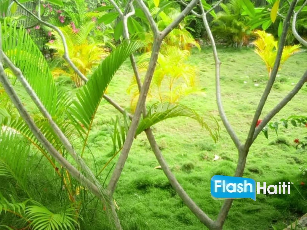 Jacmel Property Near Beach – Big Yard, Secure Gate, Parking