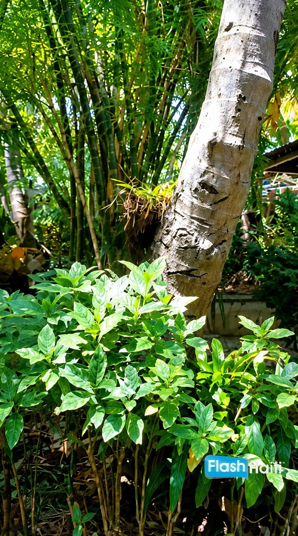 Magnifique Propriété Tropicale à Vendre à Jacmel