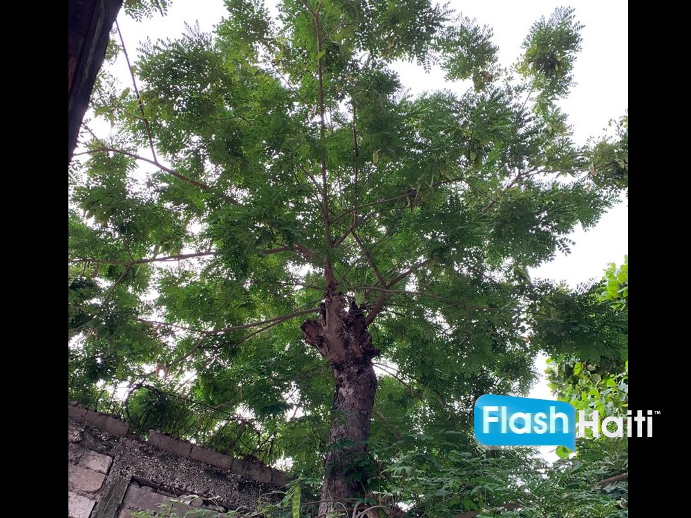Maison d’Exception à Vendre à Pacot avec Vue Mer Panoramique